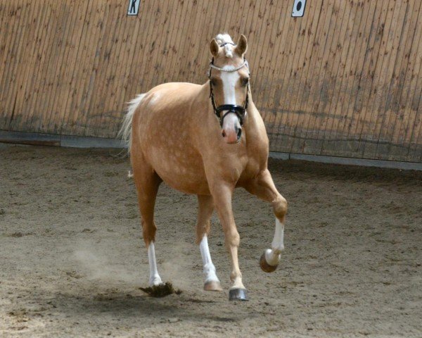 broodmare Chiara (German Riding Pony, 2021, from Fs Numero Uno)