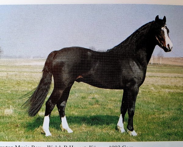 stallion Wrayton Music Boy (Welsh-Pony (Section B), 1991, from Skellorn Music Boy) stallion Wrayton Music Boy (Welsh-Pony (Section B), 1991, from Skellorn Music Boy)