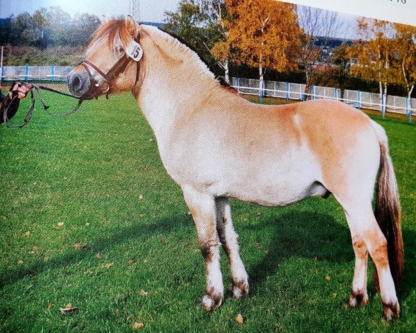 Pferd Bronco (Fjordpferd, 1991, von Blitzi Ha 1050) Pferd Bronco (Fjordpferd, 1991, von Blitzi Ha 1050)
