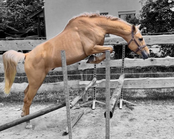 Deckhengst Milano Gold A (Anglo Europäisches Sportpferd, 2022, von Michelangelo A)