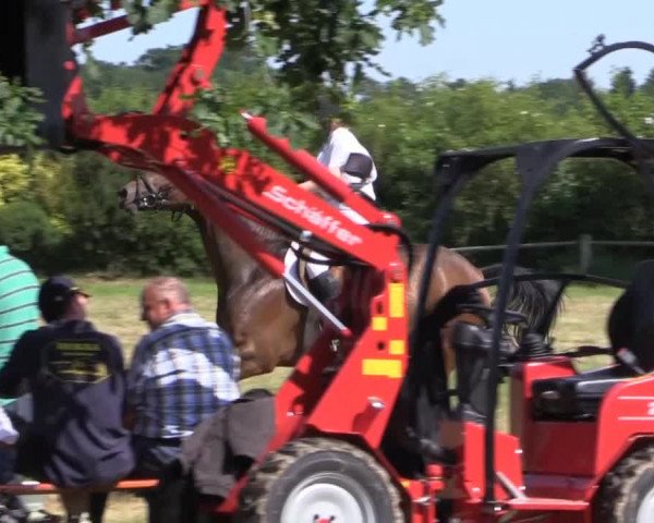 Pfingst-Reitturnier Kreuzkrug-Raddestorf 2014