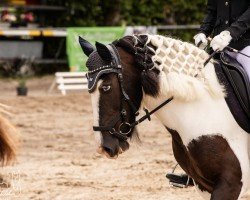 Cavallo Svea (Tinker-Mix / Pinto Tinker / Incrocio, 2018)