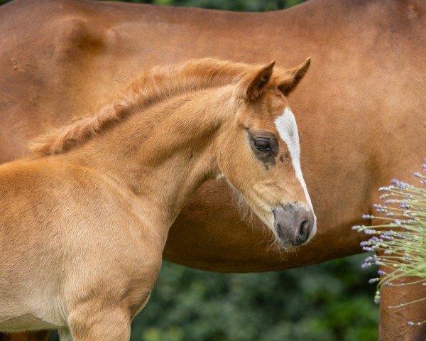 foal by Greatfields Nerine (German Riding Pony, 2025, from No Limit)