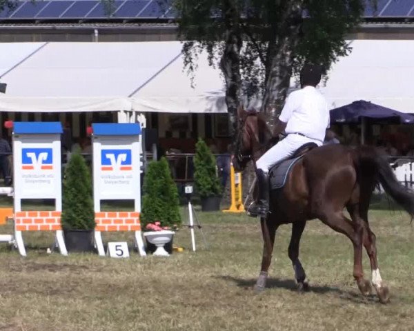 Pfingst-Reitturnier Kreuzkrug-Raddestorf 2014
