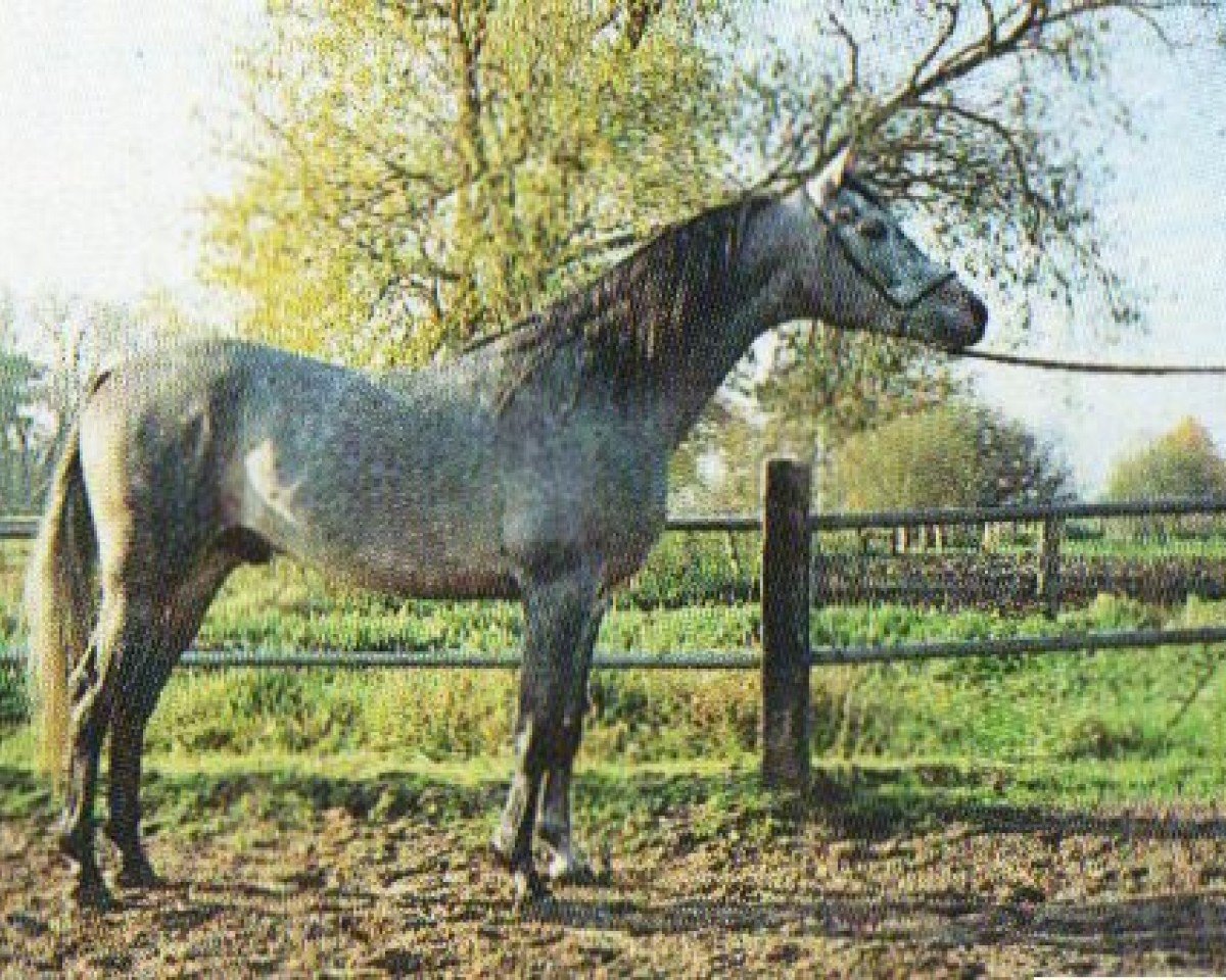 stallion Estoril ox (Arabian purebred, 1990, from Penthagonn ox)