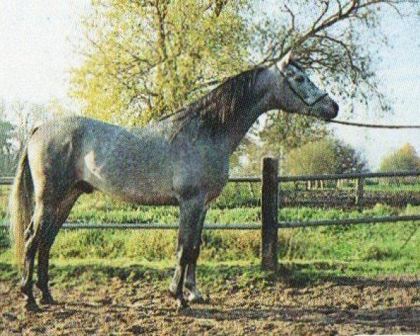 Deckhengst Estoril ox (Vollblutaraber, 1990, von Penthagonn ox)