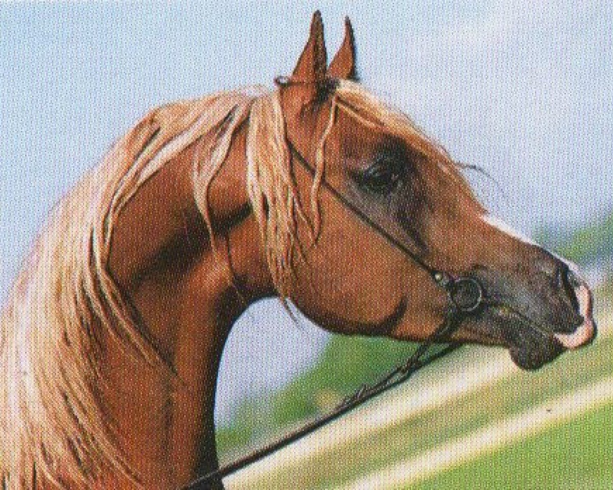 stallion Dabrock Faiyum EAO (Arabian purebred, 1990, from Morhaf EAO)