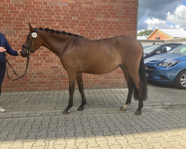 Zuchtstute Gutemine (Deutsches Reitpony, 2021, von Glückspilz WF)