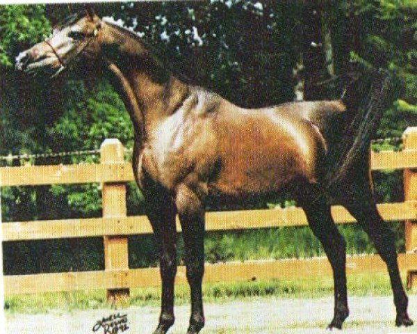 stallion Chocolate Fix ox (Arabian purebred, 1989, from Menes 1977 ox)