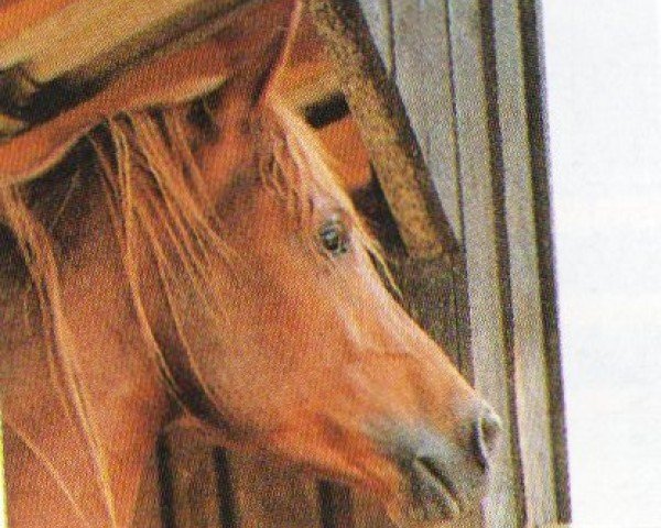 horse Abu El Nile ox (Arabian purebred, 1990, from Nasran Ibn Maymoon ox)