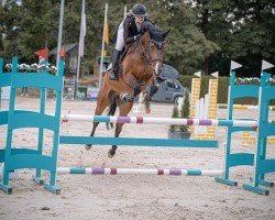 jumper Cirius 6 (Holsteiner, 2010, from Classe VDL)