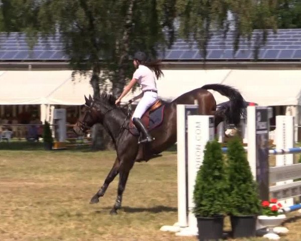 Pfingst-Reitturnier Kreuzkrug-Raddestorf 2014