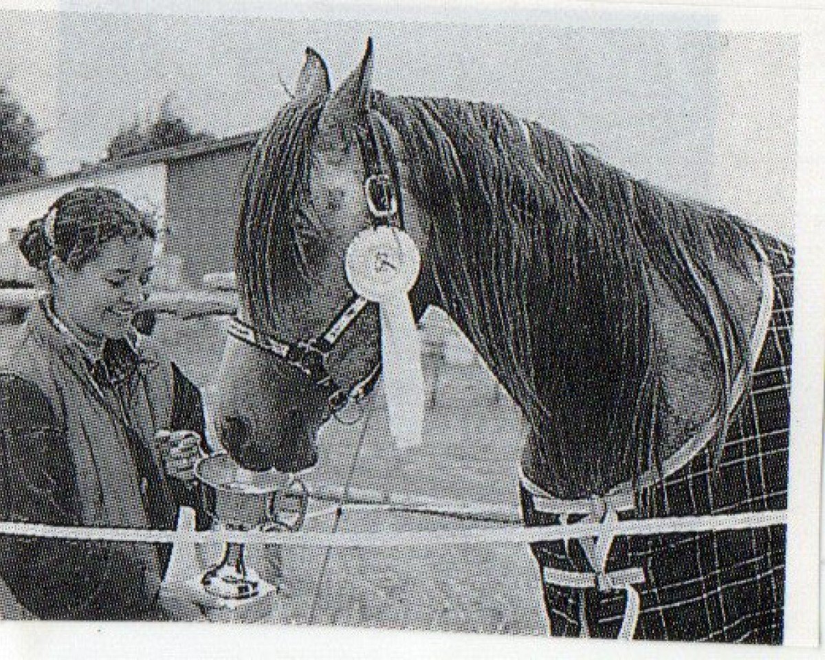 Deckhengst Maharadschahn ox (Vollblutaraber, 1983, von Marwan ox)