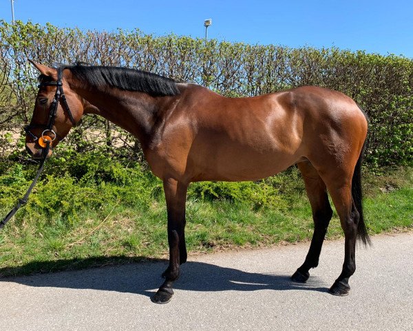 broodmare Quinbell (German Sport Horse, 2014, from Cheetano)