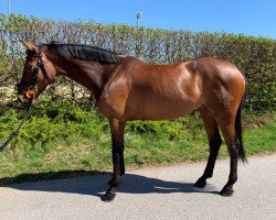 broodmare Quinbell (German Sport Horse, 2014, from Cheetano)