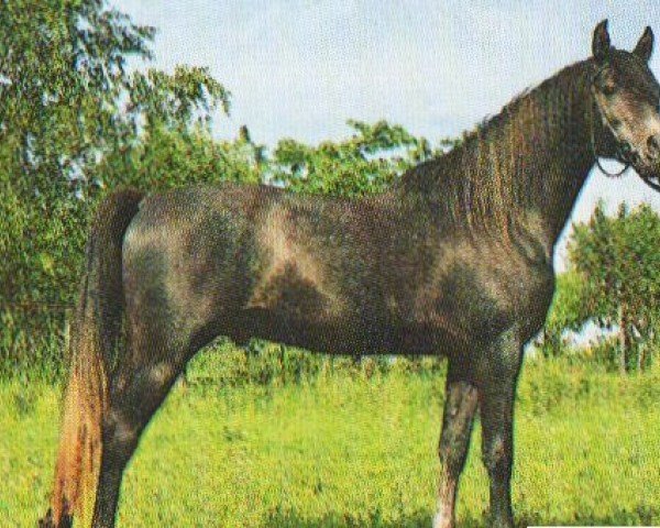 horse Nuredin Ibn Gharib (Arabian, 1987, from Gharib ox)
