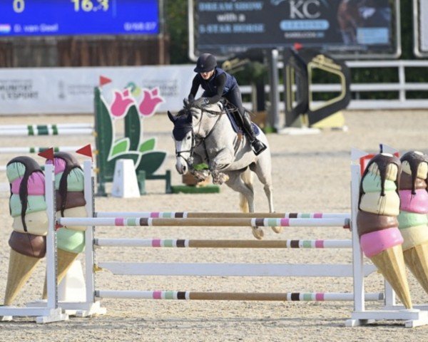 jumper Nibelle (anglo european sporthorse, 2018, from Fernando) jumper Nibelle (anglo european sporthorse, 2018, from Fernando)