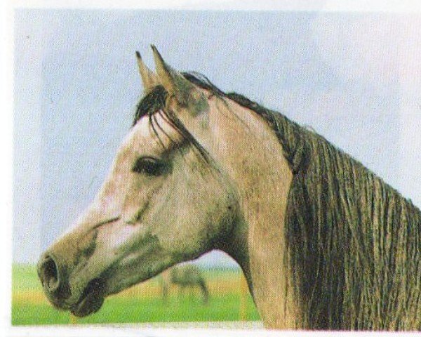 Deckhengst El Thay Shah Manial EAO (Vollblutaraber, 1989, von El Thay Ibn Halim Shah ox)