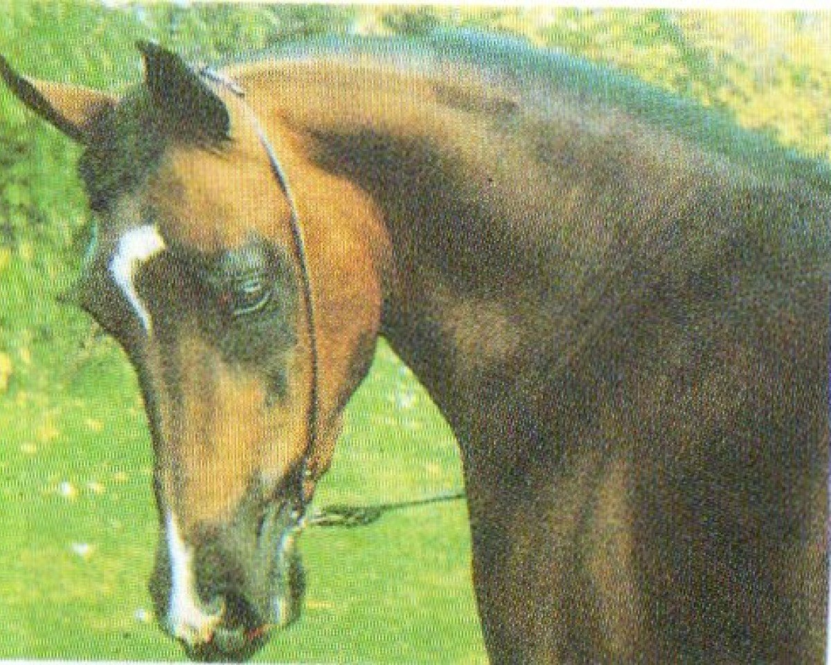 stallion Prince Egypt US ox (Arabian purebred, 1982, from The Egyptian Prince 1967 ox)