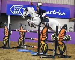 jumper Hip Girl (Swedish Warmblood, 2008, from Hip Hop)