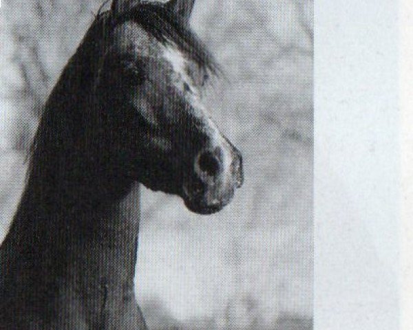 Pferd M Shamis EAO (Vollblutaraber, 1989, von El Thay Ibn Halim Shah ox)