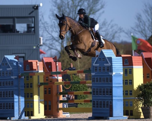 Springpferd HHS Figero (Irish Sport Horse, 2006, von Guidam)