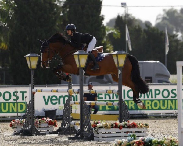 jumper HHS Sir Loui (Irish Sport Horse, 2017, from Luidam)