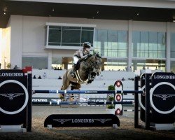 broodmare HHS Fortune (Irish Sport Horse, 2011, from Catoki)
