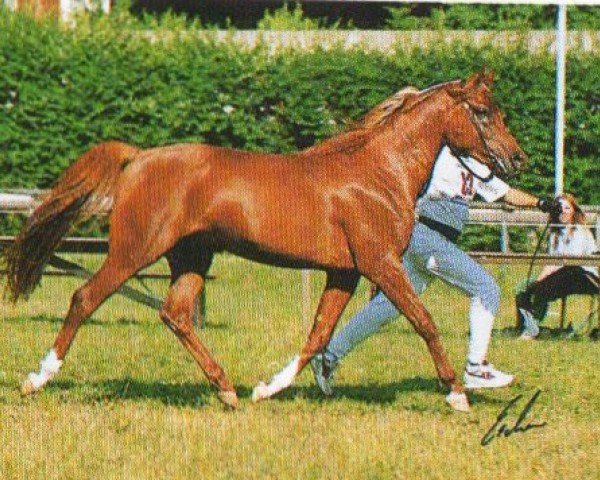 Deckhengst Onaka ox (Vollblutaraber, 1990, von Estopa Son ox)