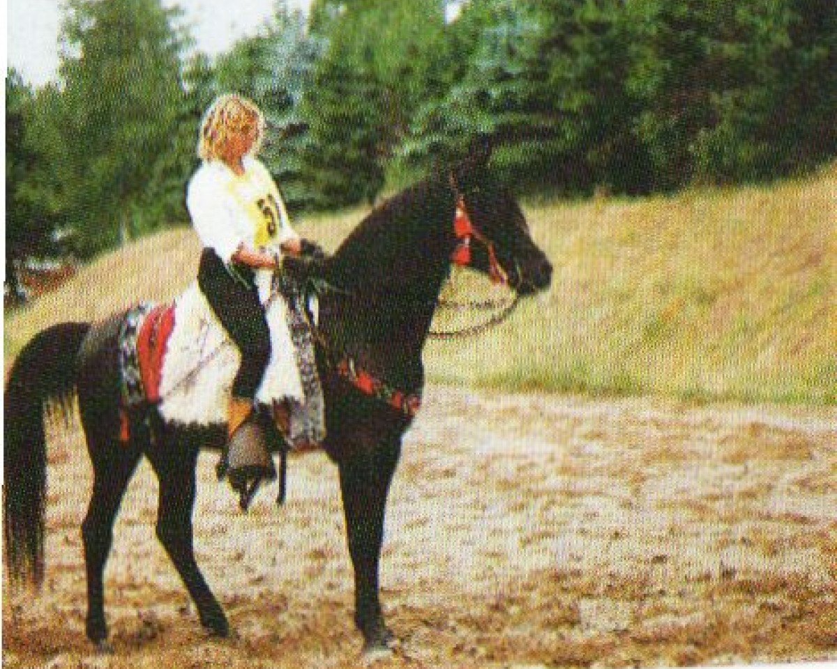 horse Ghasir ox (Arabian purebred, 1984, from Gabor II ox)