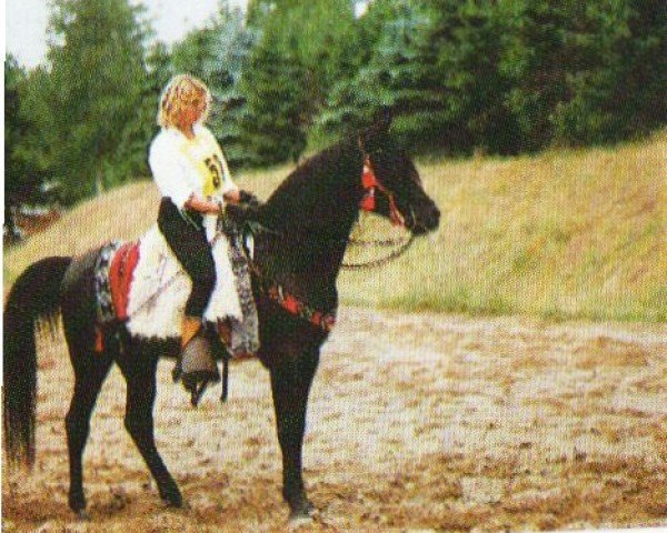 horse Ghasir ox (Arabian purebred, 1984, from Gabor II ox)