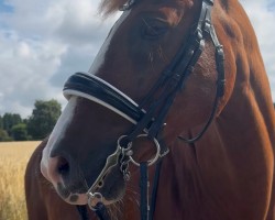 dressage horse Peitz H (German Riding Pony, 2007, from Calenberg's Polydor)