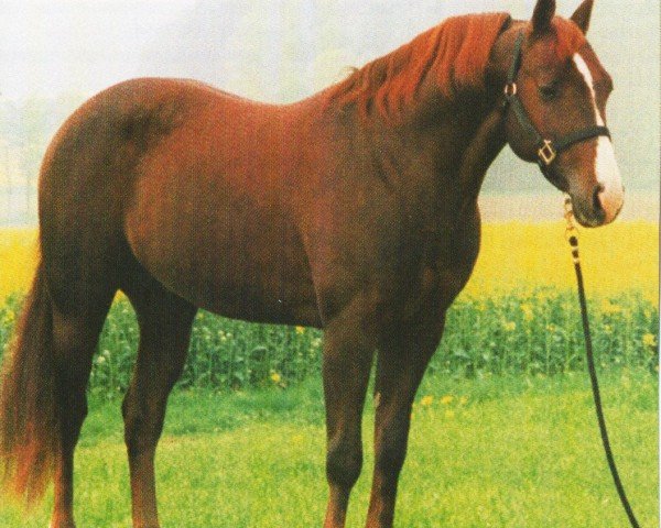 horse Smokin Jezze James (Quarter Horse, 1993, from Dandy Texas Remedy)
