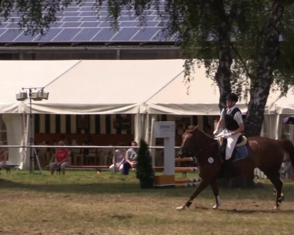 Pfingst-Reitturnier Kreuzkrug-Raddestorf 2014