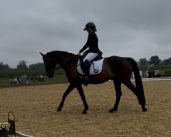 Caballo de Doma Diamond's Stripe (Sangre caliente checa, 2015, de Diamant)