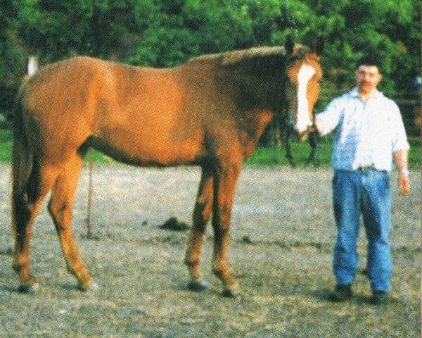 Zuchtstute Die Lara (Sachsen-Anhaltiner, 1998, von Dedo)