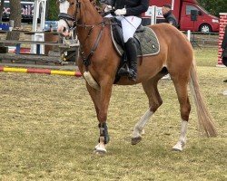 jumper Heiligenbergs Don't stop me now (German Riding Pony, 2019, from Dimension AT NRW)