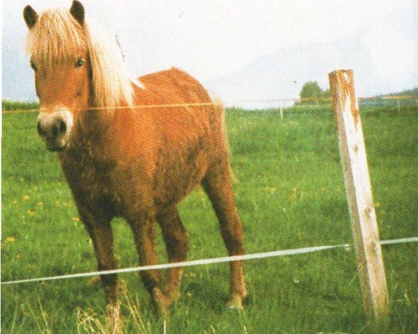 Zuchtstute Vina vom Reichelhof (Islandpferd, 1993, von Stígandi du Wineck)