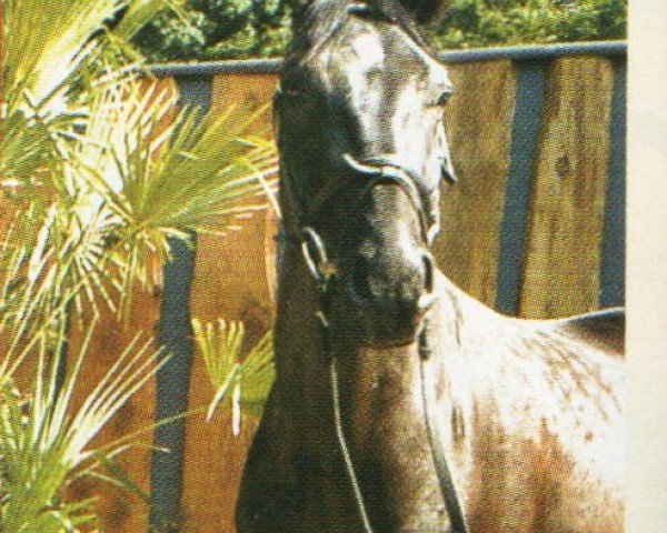 Dressurpferd Rockefeller 48 (Westfale, 1998, von Rosendahl)