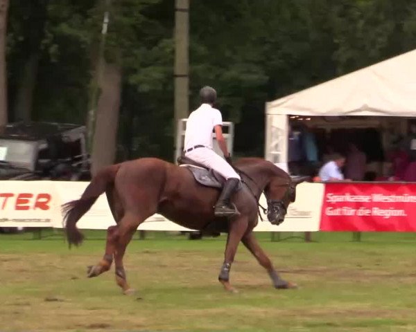 Pfingst - Dressur und Springturnier Borken 2014