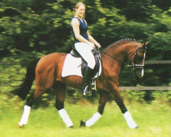 horse Moi Etalon M (German Riding Pony, 1997, from Marnehoeve's Everest)
