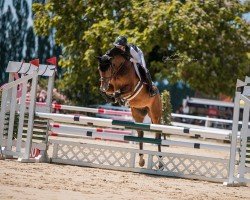 Springpferd Made my day 8 (Holsteiner, 2020, von Livello)