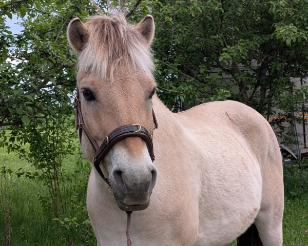 Pferd Majestrix vom Matthof (Fjordpferd, 2010, von Malino)