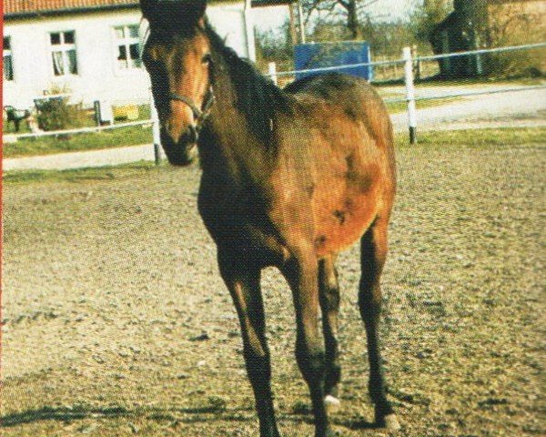 broodmare Lysette (Mecklenburg, 2001, from Lord Kemm)