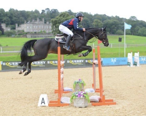 jumper Wallstreet VB (Irish Sport Horse, 2009, from Vancouver)