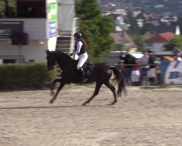 Reitturnier Bad Wildungen 2025