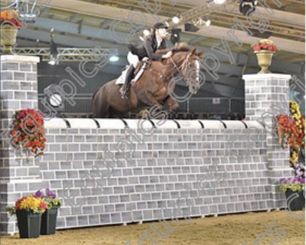 Springpferd Bow House Rubis (Anglo Europäisches Sportpferd, 2001, von Kannan)