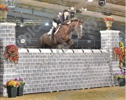Springpferd Bow House Rubis (Anglo Europäisches Sportpferd, 2001, von Kannan)