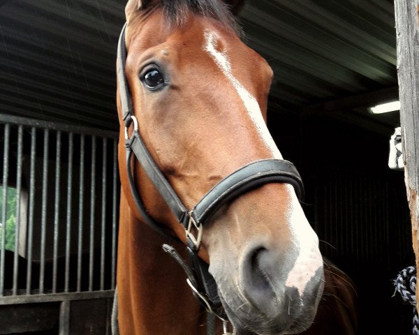 Pferd Erk 8 (Hannoveraner, 2007, von Embassy I)