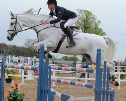 Springpferd Centomento JX (Scottish Sports Horse, 2005, von Cento)